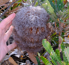 Woolly banksia (Banksia baueri)