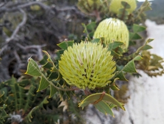 Baxter's banksia (Banksia baxteri)