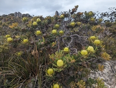 Baxter's banksia (Banksia baxteri)