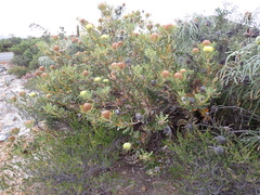 Baxter's banksia (Banksia baxteri)