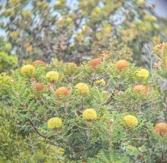 Baxter's banksia (Banksia baxteri)
