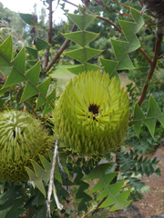 Baxter's banksia (Banksia baxteri)