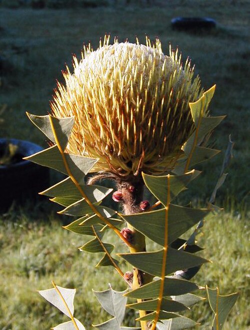 Baxter's banksia: Banksia baxteri, cult. Colac Victoria -September 2004 photo Cas Liber