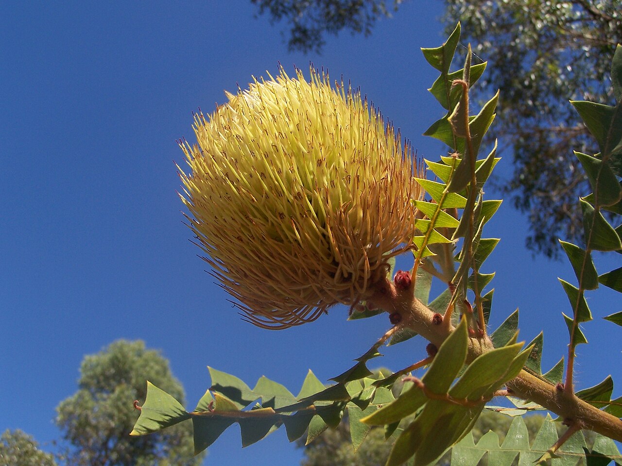 Baxter's banksia: Banksia baxteri, banksia garden Kings park WA