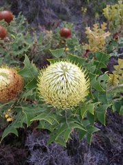 Baxter's banksia (Banksia baxteri)