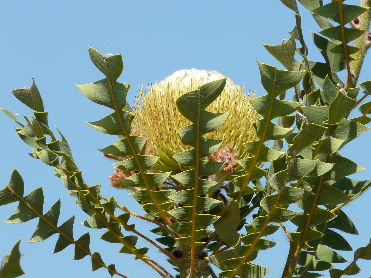 Baxter's banksia: Banksia baxteri growing in the Grevillea garden at Bulli, NSW