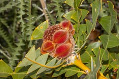 Baxter's banksia (Banksia baxteri)