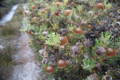 Baxter's banksia (Banksia baxteri)