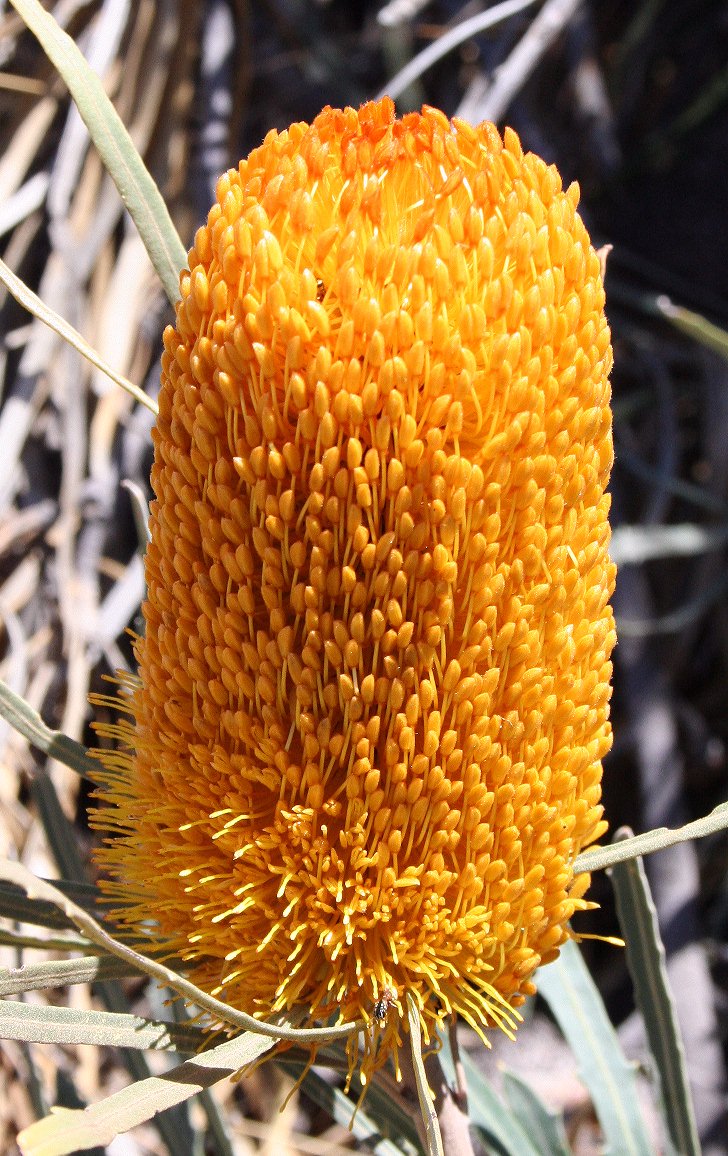 Banksia benthamiana: Banksia_benthamiana in bloom, somwehre east of Pithara, WA