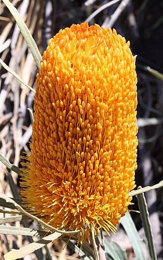 Banksia benthamiana: Banksia_benthamiana in bloom, somwehre east of Pithara, WA