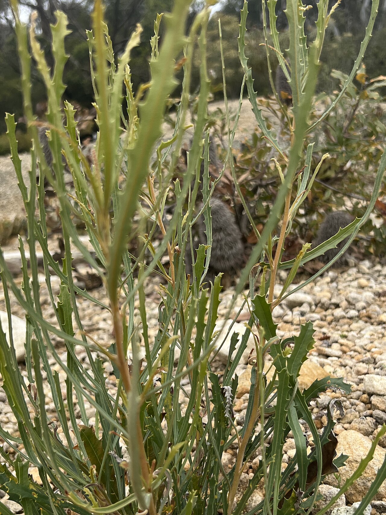 Banksia benthamiana: Banksia benthamiana cultivated plant growing in the Australian National Botanic Gardens