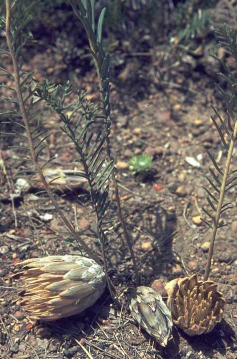 Banksia bipinnatifida: Banksia bipinnatifida at Red Hill, Western Australia