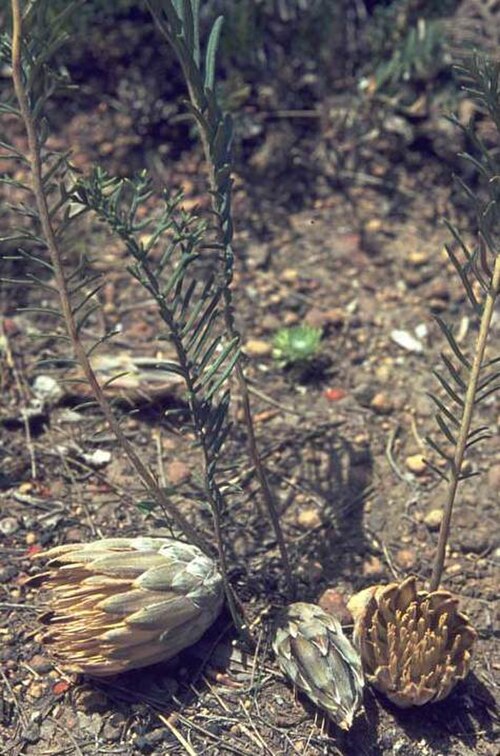 Banksia bipinnatifida: Banksia bipinnatifida at Red Hill, Western Australia