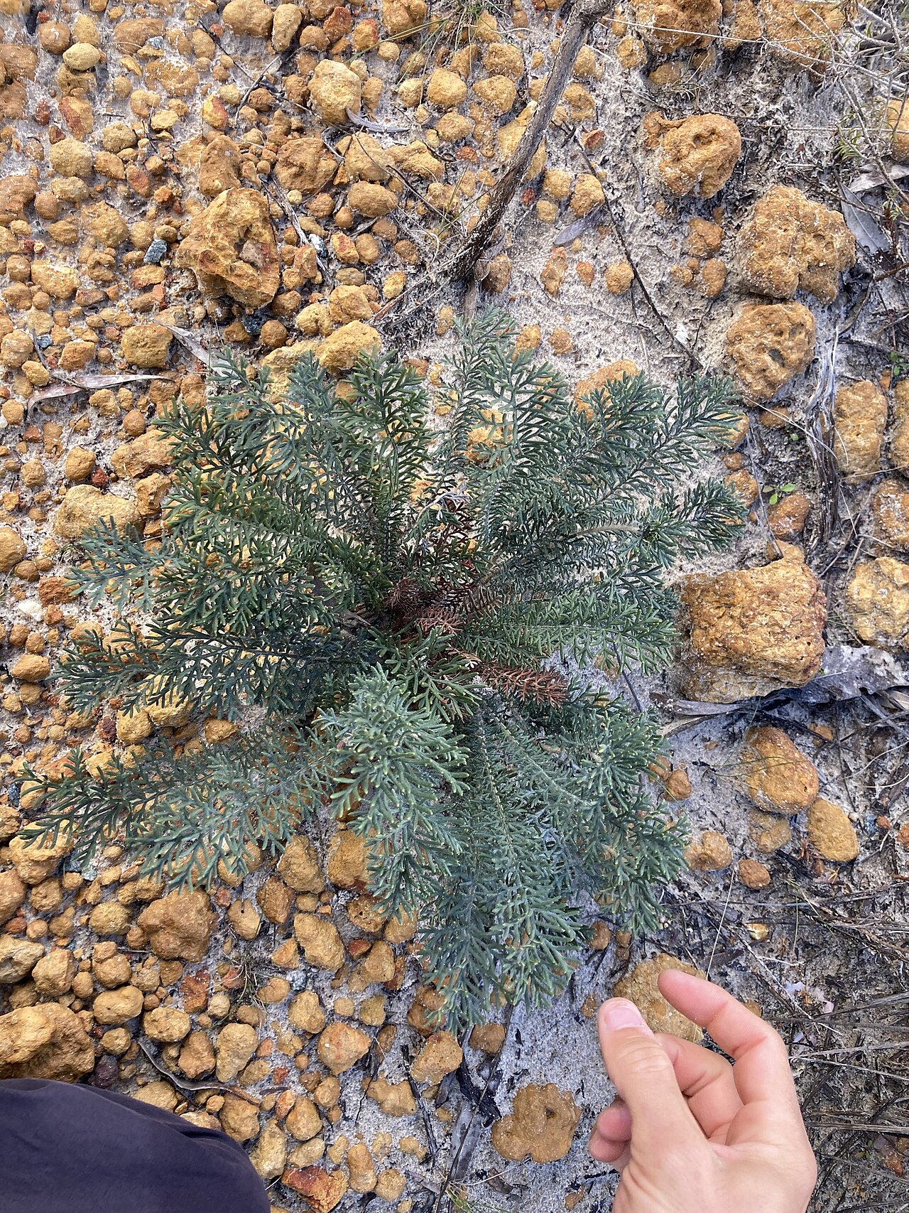 Banksia bipinnatifida: Banksia bipinnatifida