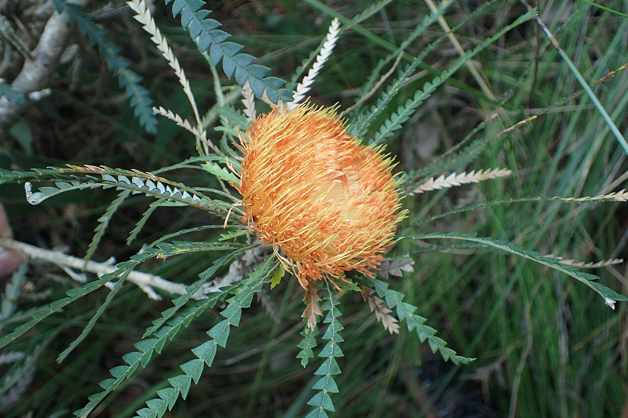 Banksia biterax: Banksia biterax along the old Powerline track parallel to Apex Drive on Mount Clarence in Albany, Western Australia