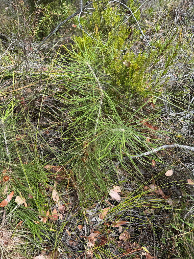 Banksia biterax (Banksia biterax)