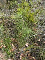 Banksia biterax (Banksia biterax)