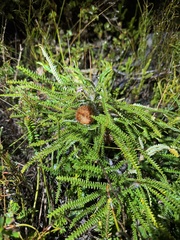 Banksia biterax (Banksia biterax)