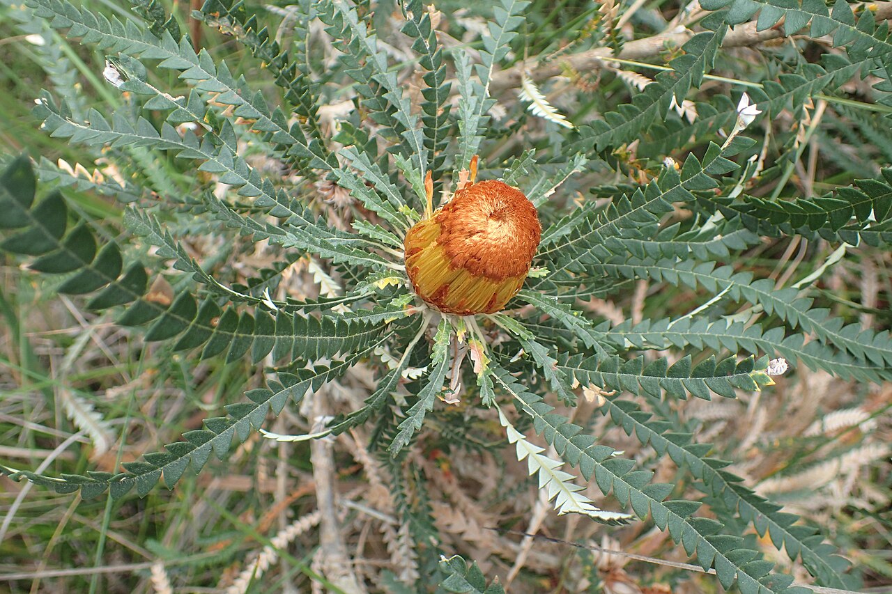 Banksia biterax: Flower buds of Banksia biterax , along the old Powerline track parallel to Apex Drive on Mount Clarence in Albany, Western Australia