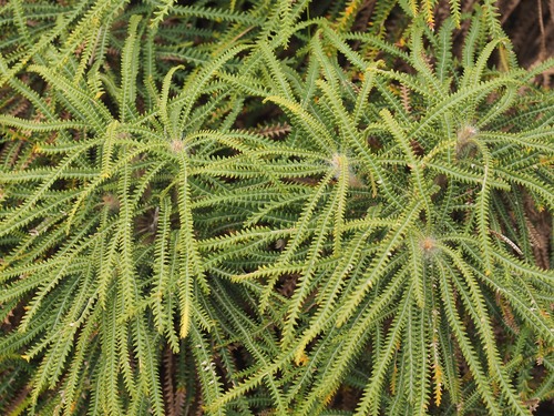 Banksia biterax (Banksia biterax)