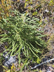 Banksia biterax (Banksia biterax)