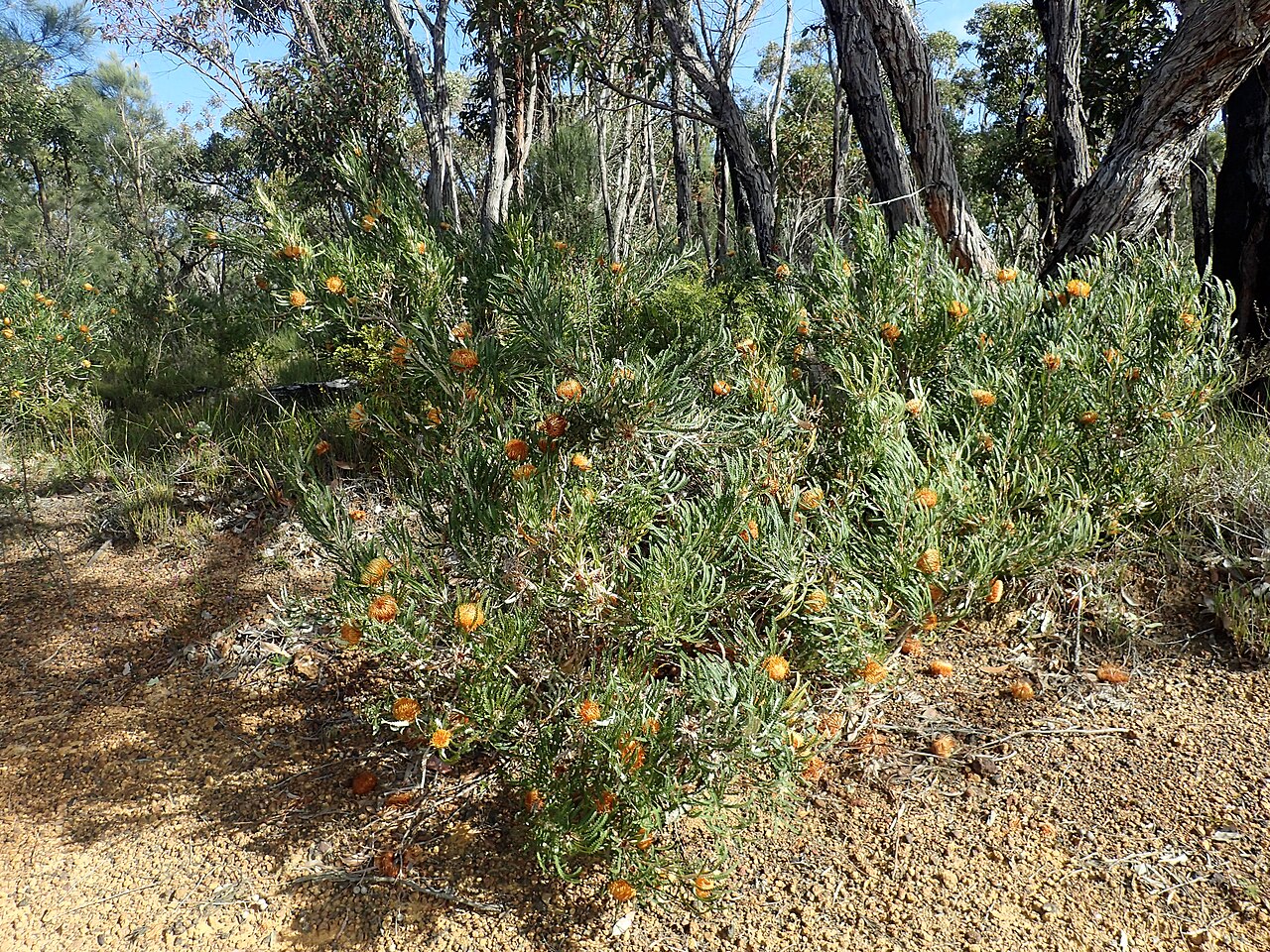 Banksia biterax: Banksia biterax , showing habit near Two Peoples Bay, east of Albany, Western Australia