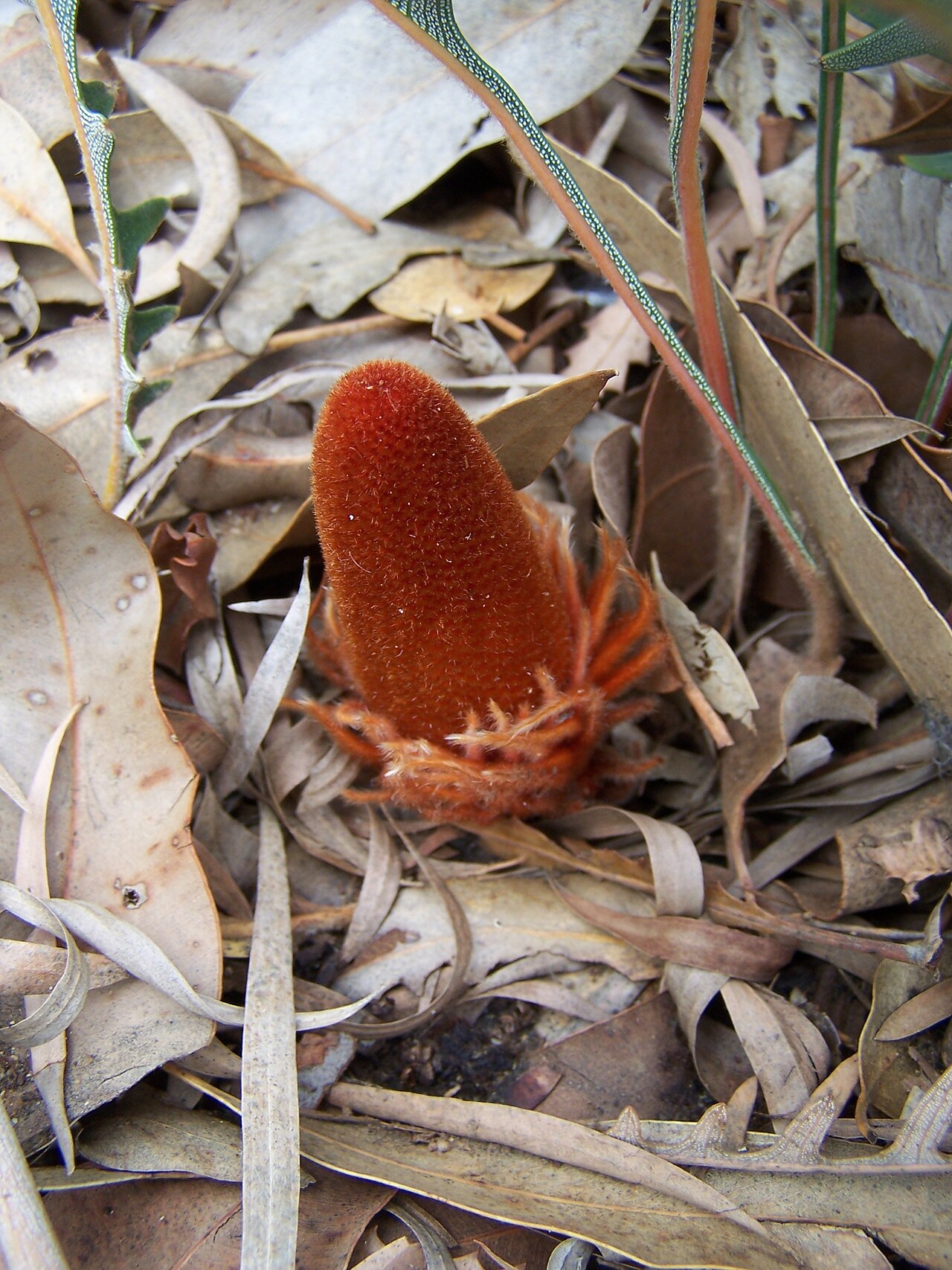 Banksia blechnifolia: Banksia blechnifolia bud