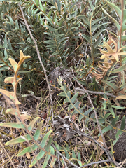Banksia blechnifolia (Banksia blechnifolia)