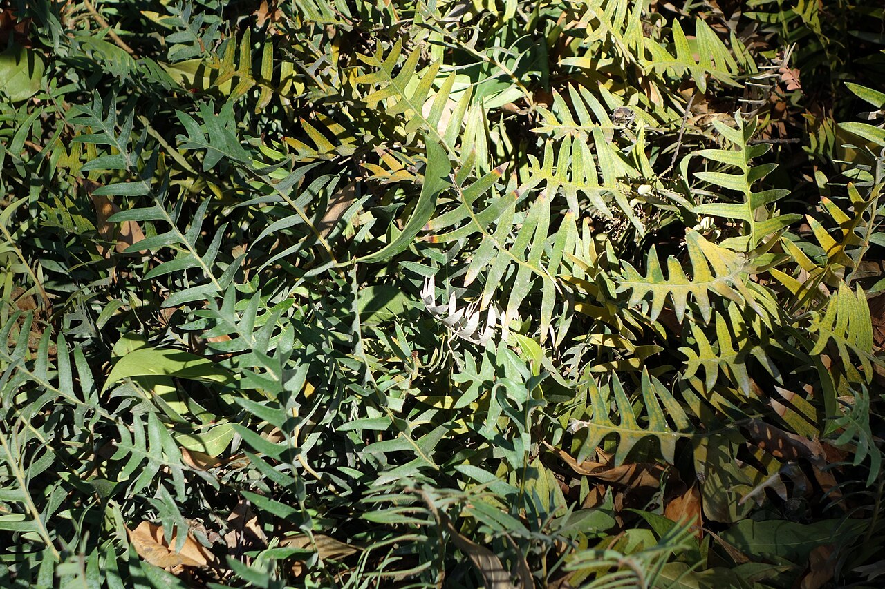 Banksia blechnifolia: Botanical specimen in Leaning Pine Arboretum, California Polytechnic State University, San Luis Obispo, California, USA.