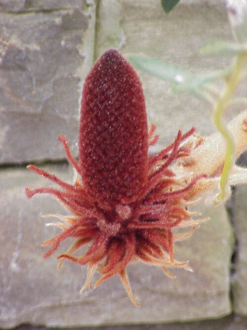 Banksia blechnifolia (Banksia blechnifolia)