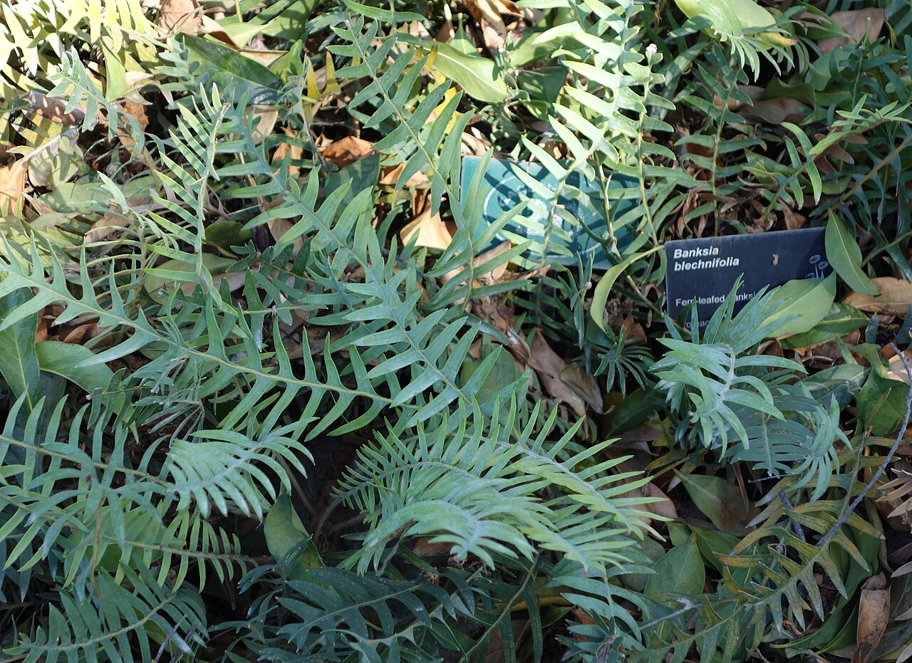 Banksia blechnifolia: Botanical specimen in Leaning Pine Arboretum, California Polytechnic State University, San Luis Obispo, California, USA.