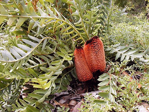 Banksia blechnifolia: Twin buds of Banksia blechnifolia, Maranoa Gardens, North Balwyn photo Cas Liber