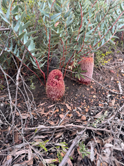 Banksia blechnifolia (Banksia blechnifolia)