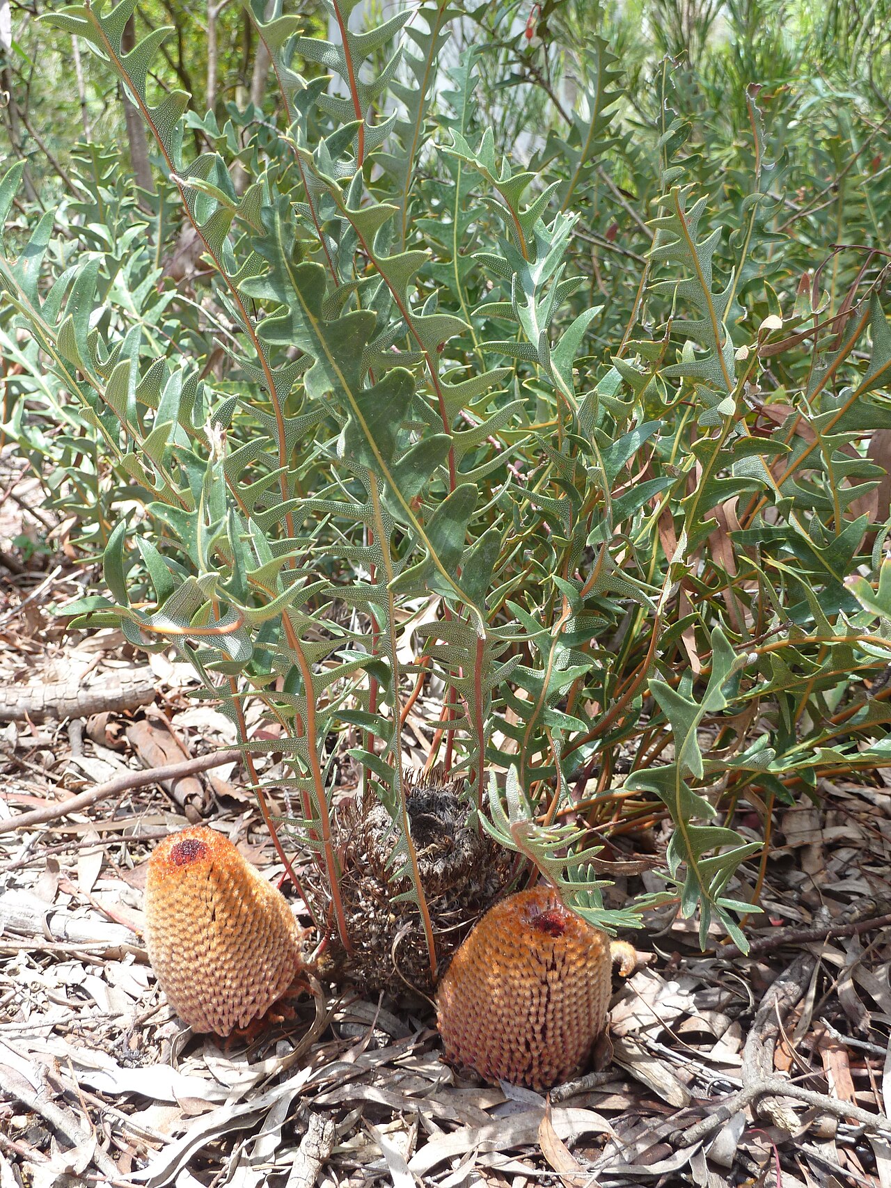 Banksia blechnifolia: Banksia blechnifolia Growing in the Australian National Botanic Gardens. p1000638