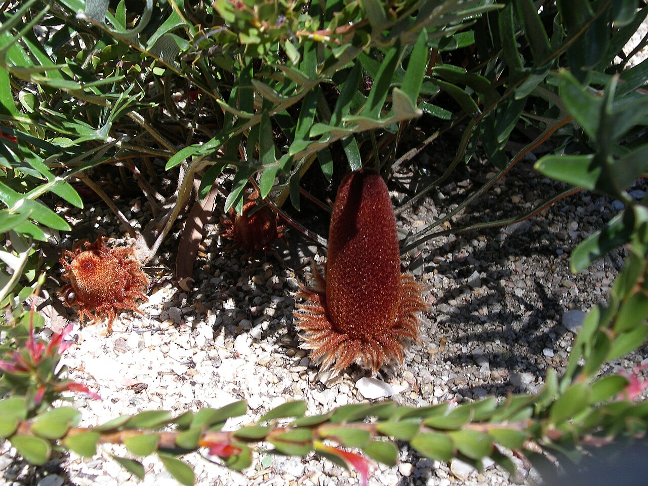 Banksia blechnifolia: Banksia blechnifolia