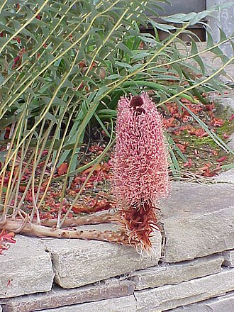 Banksia blechnifolia (Banksia blechnifolia)