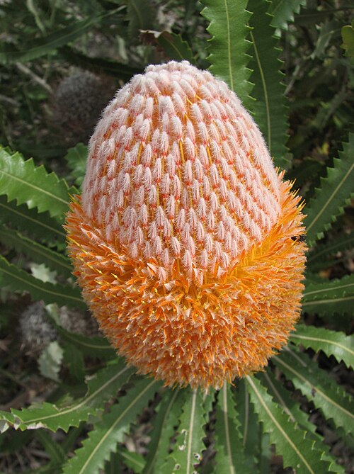 Burdett's banksia: Banksia burdettii (cultivated, labelled) Australian Garden, Royal Botanic Gardens Cranbourne, Victoria, Australia