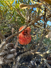 Cayley's banksia (Banksia caleyi)