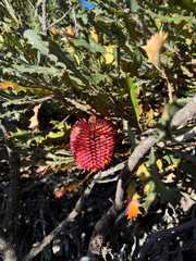 Cayley's banksia (Banksia caleyi)