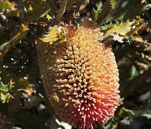 Cayley's banksia: Banksia caleyi at Chingarrup, near Boxwood Hill