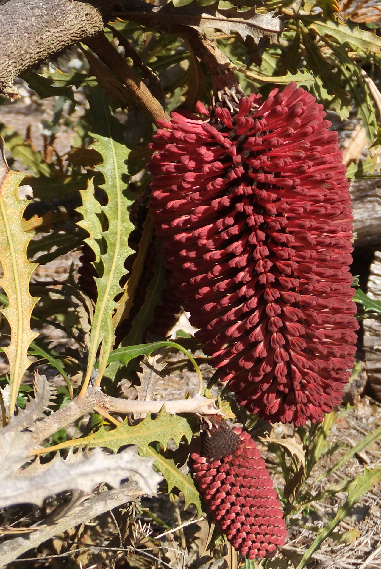 Cayley's banksia: Leaves and inflorescence of Banksia caleyi , grown at the 'Banksia Farm' of Mount Barker, Western Australia.