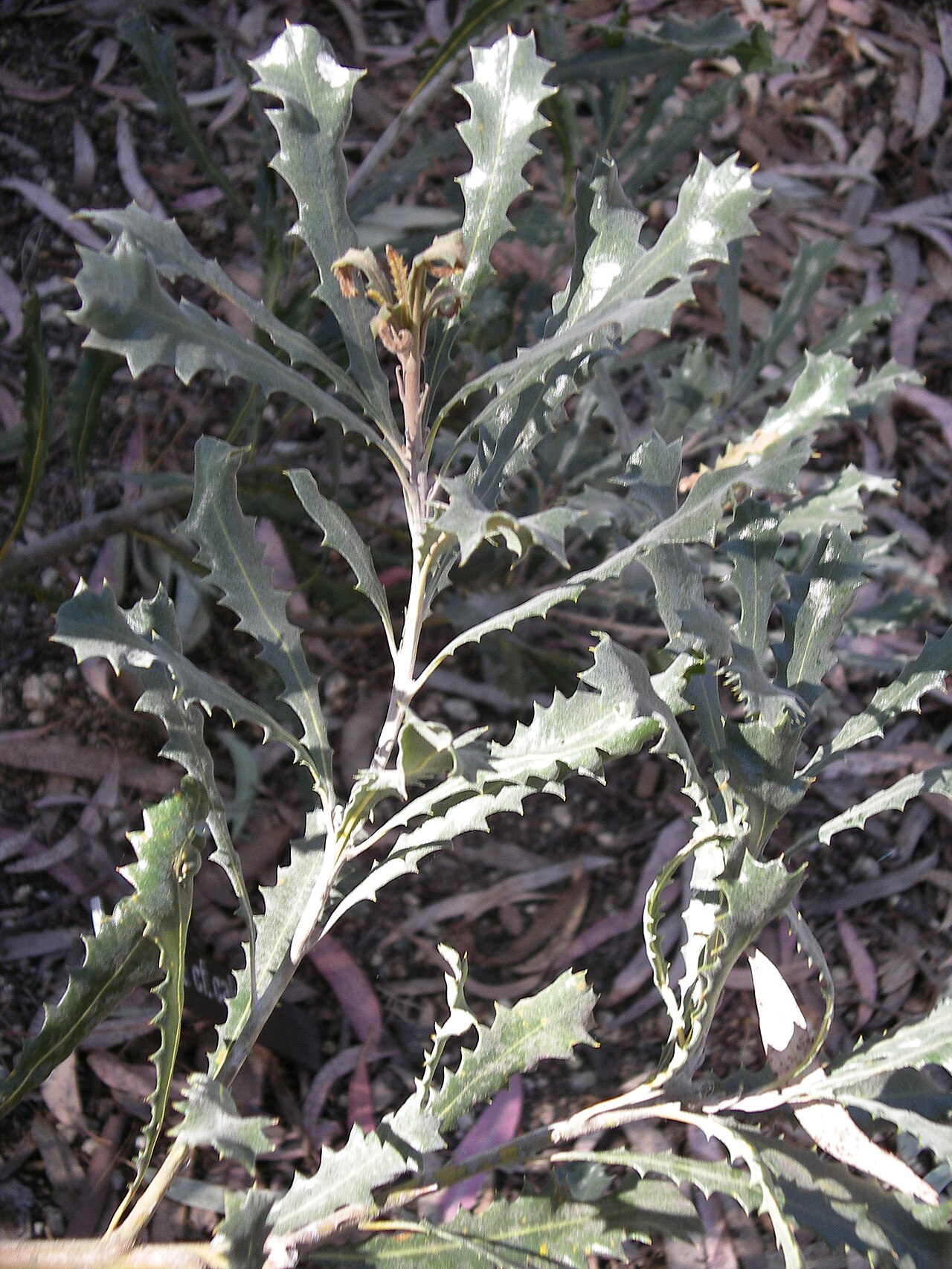 Cayley's banksia: Banksia caleyi foliage.