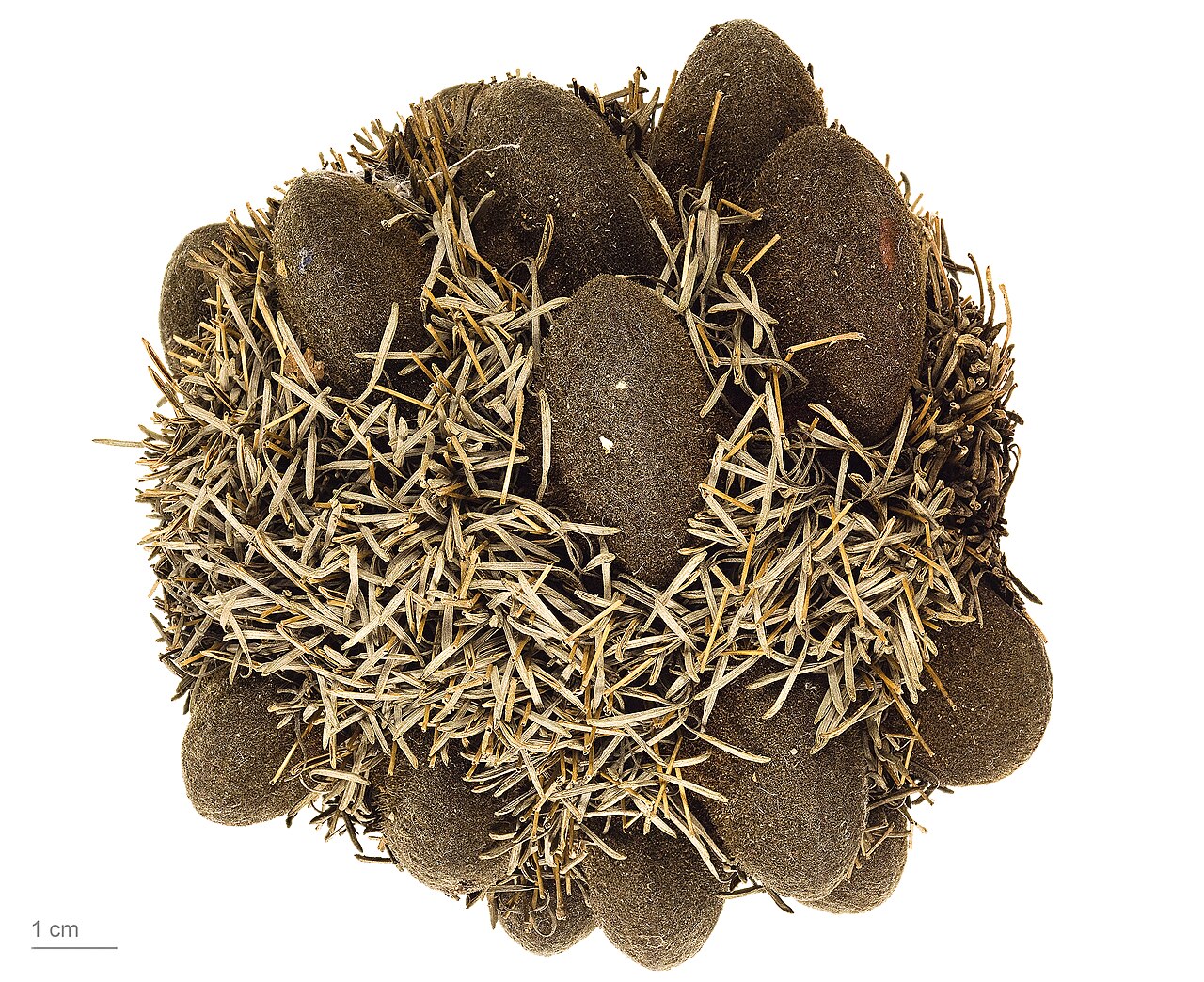 Cayley's banksia: red lantern banksia , fruits and seeds