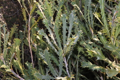 Cayley's banksia (Banksia caleyi)