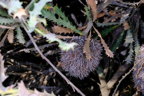 Cayley's banksia (Banksia caleyi)