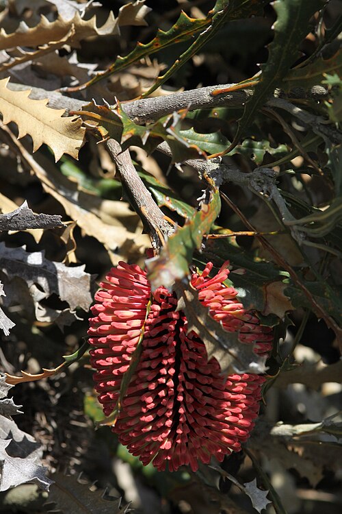 Cayley's banksia: Banksia caleyi near Bamarook, Cowalellup Rd