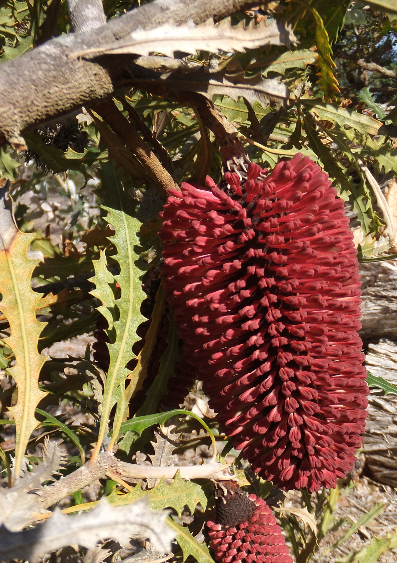 Cayley's banksia: Leaves and inflorescence of Banksia caleyi , grown at the 'Banksia Farm' of Mount Barker, Western Australia.