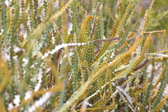 Propeller banksia (Banksia candolleana)
