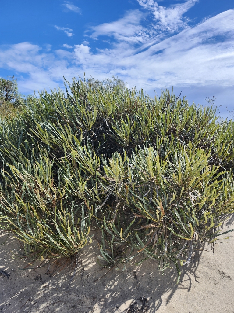 Propeller banksia (Banksia candolleana)
