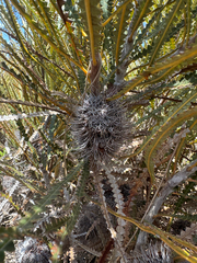 Propeller banksia (Banksia candolleana)
